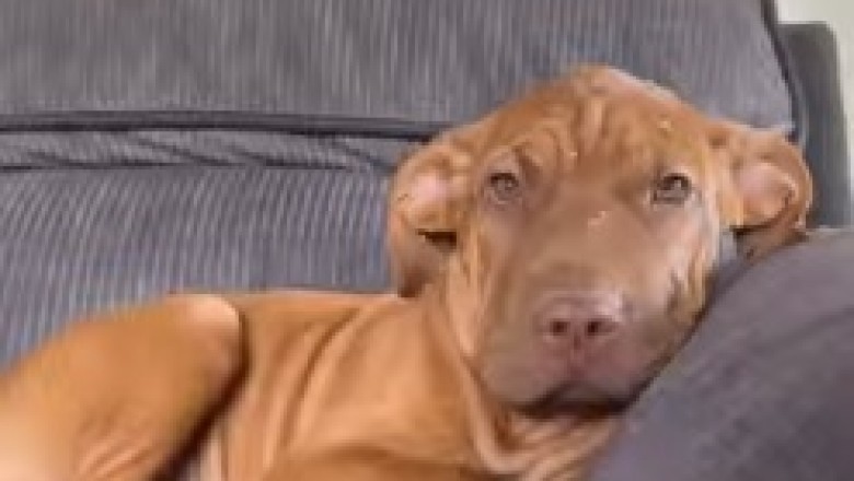 Heartwarming Tale: Dog’s Innocent Face Captivates Hearts Worldwide