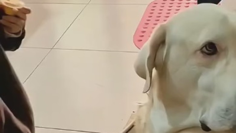 Hilarious Tales of Babies and Dogs: Laugh Out Loud with These Adorable Shenanigans!