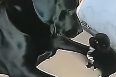 Rolling on the Floor Laughing: The Ultimate Compilation of Hilarious Dog Antics!