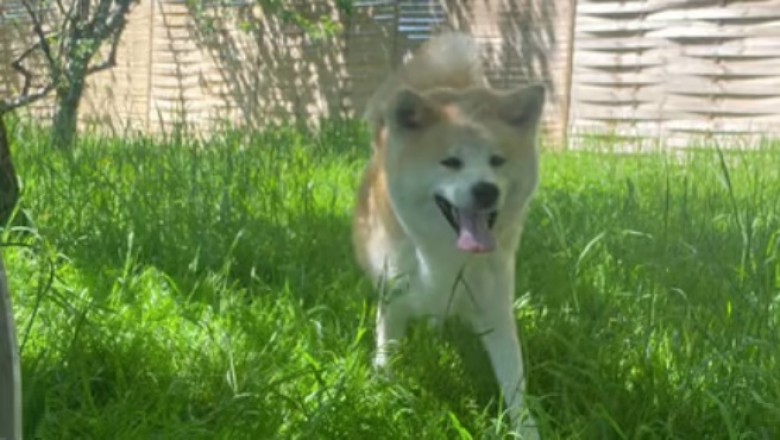 Heartbreaking: Couple Returns Rescued Dog After 48 Hours - Izanami Deserves Better