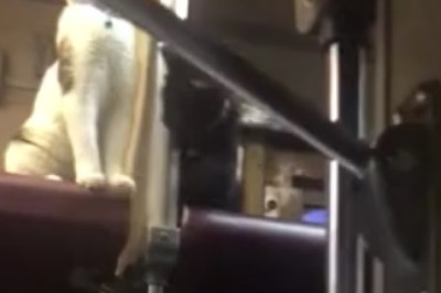 Hilarious Cat Surprise: Watch One Cat Startle Another Cat!