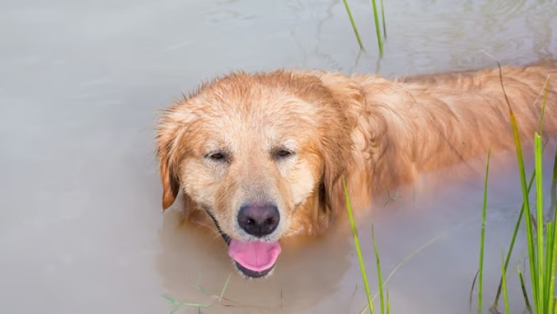 Unexpected Encounter: Golden Retriever's Swim with a Marmot