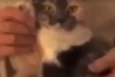 Cat-tastically Comedic: Hilarious Cat Shenanigans that'll Leave You in Stitches!