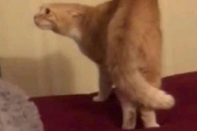 Laugh Out Loud: Gray Cat's Hilarious Antics Will Cat-apult You Into a Fit of Giggles!