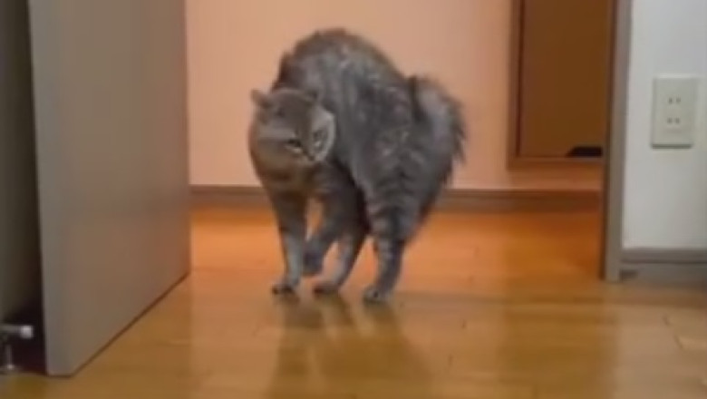 ROFL - Cats Gone Wild: The Ultimate Cat Comedy Compilation!