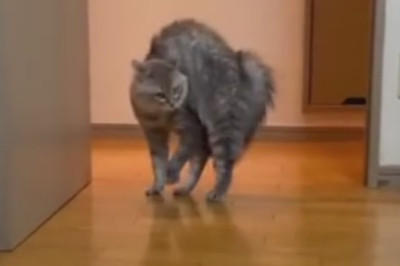 ROFL - Cats Gone Wild: The Ultimate Cat Comedy Compilation!