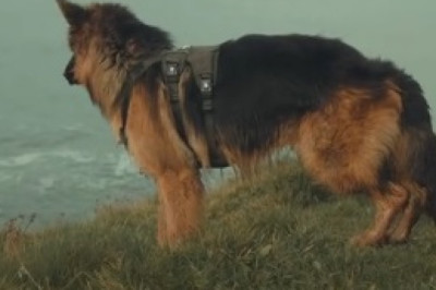 Ruff and Ready: Sheepdog Goes Undercover as Police Officer in Hilarious Super Training!