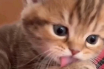 Cat-tastic Comedy: Hilarious Hijinks and Purr-fectly Funny Moments with Our Feline Friends!