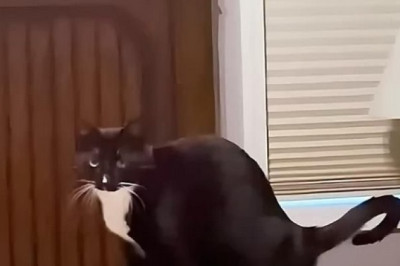 Cat vs. Inanimate Enemy? Introducing the Hilarious Cat Repellent Butterfly!