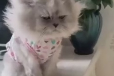 Cutest Cat Quarrel Ever! Adorable Kittens Trade 'Paw-some' Insults!