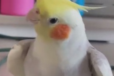 Feathered Superstar Alert! Watch This Parrot Bust a Move and Belt Out Tunes in Hilarious Dance Party!