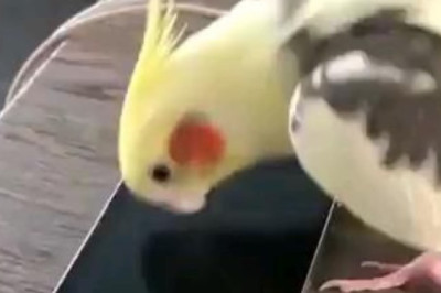 Flying Feathers or Rocket Bird? Watch This Hilarious Speedy Parrot Take Jumping to New Heights!