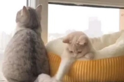Hilarious Cat Fails at Epic String Chase: Prepare for a Purrfectly Funny Feline Adventure!