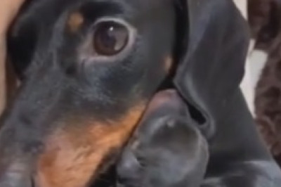 HILARIOUS Dog Pushes Tiny Pup to the Max - This Epic Showdown Will Leave You in Stitches!