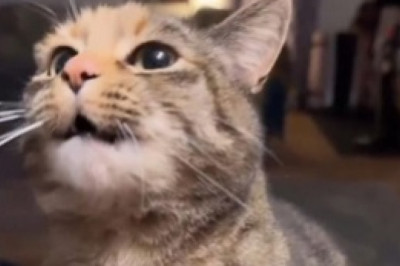 Hilarious Oriental Shorthair's Quest for Adoption will Melt Your Heart!