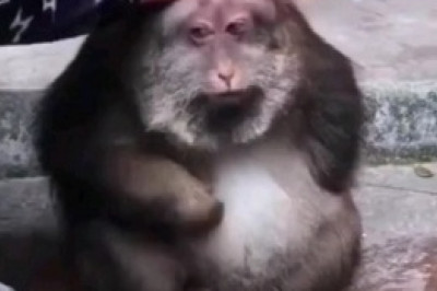 Monkeying Around: Hilarious Spaghetti Showdown Between Two Silly Simians!