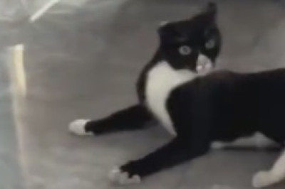 Purr-fectly Hilarious: Watch This Cat Become the Ultimate Sidekick for a Housewife!