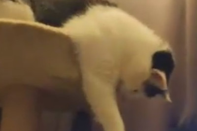 This Hilarious High-Ranking Cat Takes Charge! Watch the Pawesome Adventures of the Feline Boss!