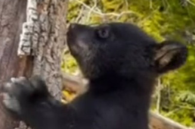 Un-BEAR-lievably Hilarious: Watch as a Fearless Little Bear Takes Tree Climbing to New Heights!