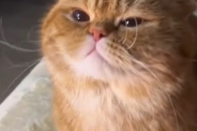 Adorable Cat's Hilarious Battle for Bedtime Bliss Will Make Your Day!