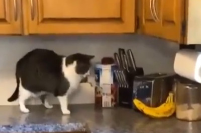 Ceiling Cat's Epic Leap of Faith: This Hilarious Video Will Leave You in Awe!