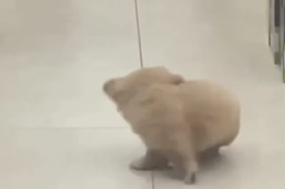 Dog to the Rescue! Watch the Hilarious Moment a Big Pooch Saves a Tiny Dog from a Door Dilemma!