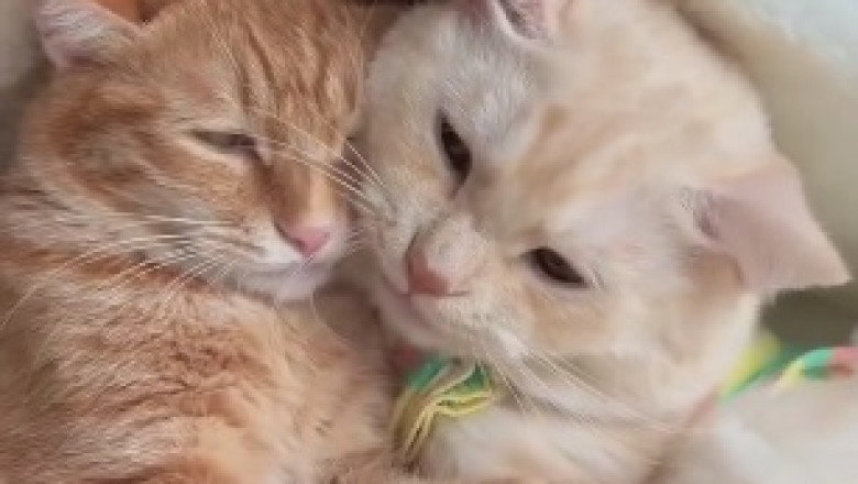 Double the Cuteness, Double the Laughs: Adorable Cats Form Unbreakable Friendship!