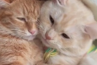 Double the Cuteness, Double the Laughs: Adorable Cats Form Unbreakable Friendship!