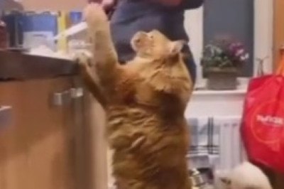 Eggs-travaganza! Hilarious Video Reveals Cat's Ultimate Obsession with Eggs - You Won't Believe the Funny Antics!