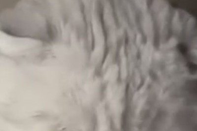 Feline Funnies Extravaganza: These Hilarious Cats Will Paw-sitively Melt Your Heart!