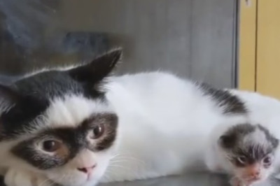 Gravity-Defying Cat: Watch in Amusement as This Fearless Feline Takes an Unexpected Dive from the Table!