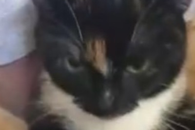 Hilarious Cat Becomes a Certified Leg Massage Therapist - Watch the Purrfect Session Unfold!