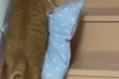 Hilarious Cat Bounces Off the Sofa with the Grace of a Trampoline! You Won't Believe Your Eyes!