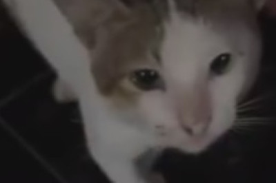 Hilarious Cat Demands Answers, Leaves Humans Speechless!