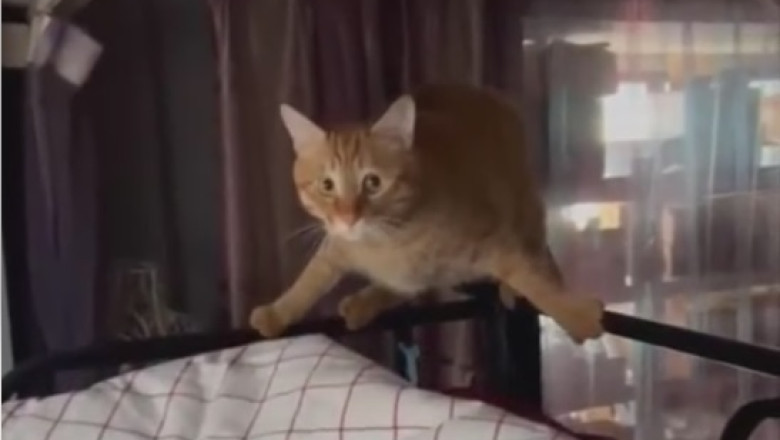 Hilariously Melancholic Cat Steals Hearts with an Adorably Sad Expression!