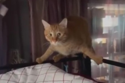 Hilariously Melancholic Cat Steals Hearts with an Adorably Sad Expression!