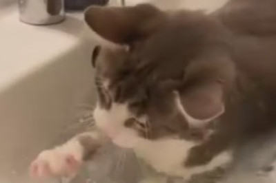 Pawsitively Purrrfect: This Hilarious Cat Discovers its Inner Human with Adorable Two-Legged Stance!