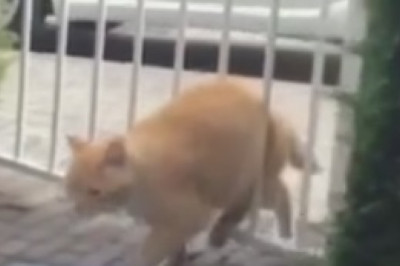 The Hilariously Nonchalant Cat Who Thinks It's the Supreme Ruler of the Universe!