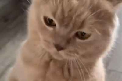 This Athletic Cat Will Leave You in Stitches with Their Hilarious Sports Skills!