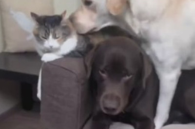 This Awesome Dog's Hilarious Antics Will Make Your Day!