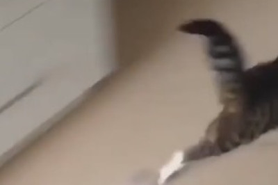 Unbelievable Sight: Hilarious Cat Reimagines Bath Time as a Tropical Spa Retreat!