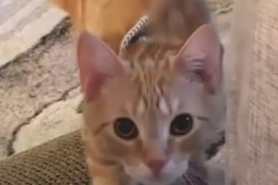 Watch This Rebel Cat's Hilarious Quest for Kitty Liberation!