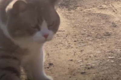 Catitude Overload: Cats on a Hilarious Misadventure!