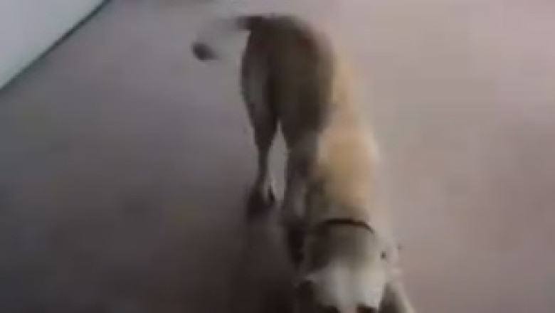 Double the Fun: Hilarious and Heartwarming Moments of Two Wonderful Dogs that Will Leave You in Stitches!