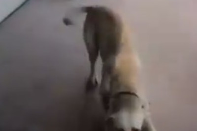 Double the Fun: Hilarious and Heartwarming Moments of Two Wonderful Dogs that Will Leave You in Stitches!