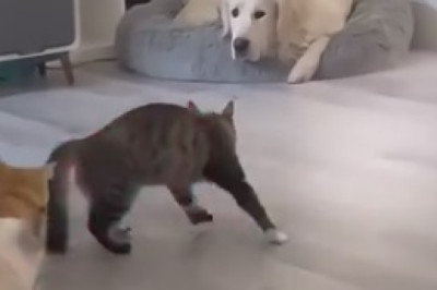 Double Trouble: The Hilarious Adventures of Two Purrfect Cats!