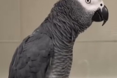 Feathers Fly and Laughter Soars: Meet the Hilarious Non-Passive Parrot That Rules the Roost!