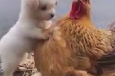 Feathers Fly and Tails Wag as Rooster and Dog Engage in EPIC Quarrel!
