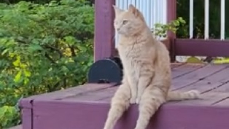From Fluff to Fierce: Hilarious Cat Gives Himself a Lion Makeover!