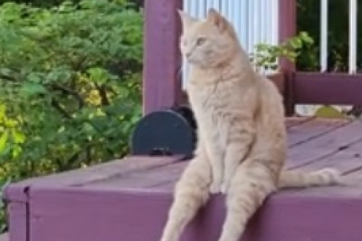 From Fluff to Fierce: Hilarious Cat Gives Himself a Lion Makeover!